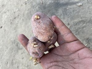 diamond potato seed