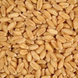 whole wheat seeds