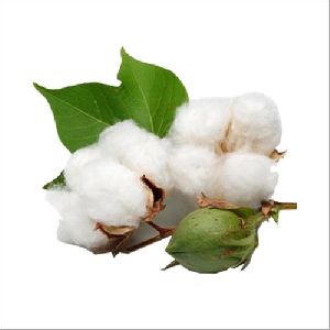 Pure Raw Cotton