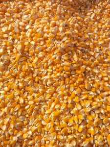 Maize Cattle Feed