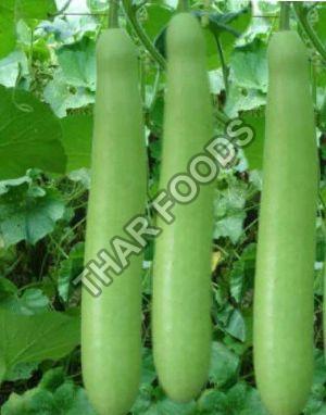 Fresh Bottle Gourd