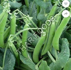 Fresh Bottle Gourd