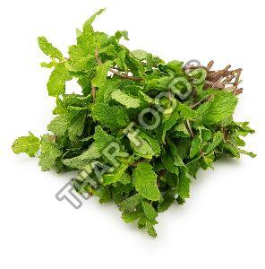 Fresh Mint Leaves