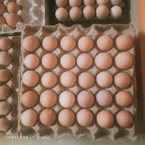 Brown Poultry Eggs