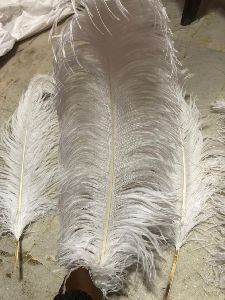 Ostreach feather