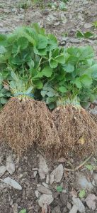 Strawberry Runner Plants