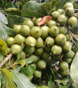Macadamia Nuts Grafted Plant