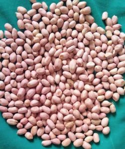 Groundnut Seeds