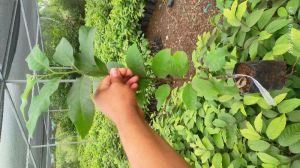 Custard Apple Plant