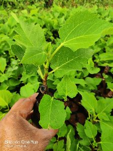 Fig (Anjir) Plant