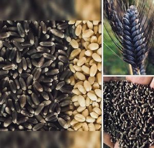 Four Hundred to Five Hundred Kgs Black Wheat Seeds For Sale