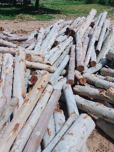 Hyb wood liptus