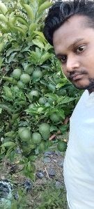Lemon Plant