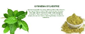Gymnema Sylvestre Extract Powder