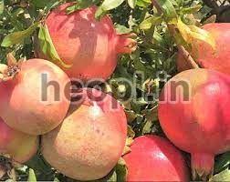 Pomegranate Tree Extract