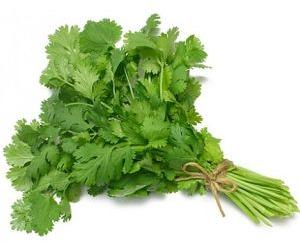 Fresh Coriander Leaves