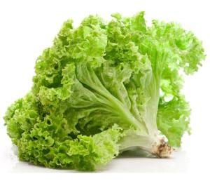 Fresh Lettuce Leaves