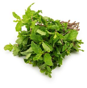 Fresh Mint Leaves