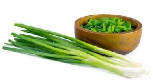 Fresh Scallion Onion