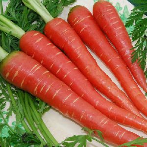 Fresh Carrot