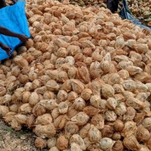 Semi Husked Coconuts