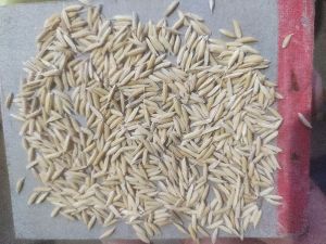 paddy seed