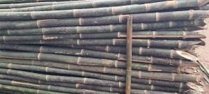 Raw Bamboo Poles