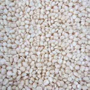 White Maize Seeds