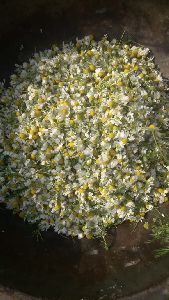 Chamomile Flower