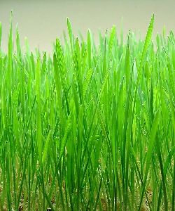 Dried Wheat Grass