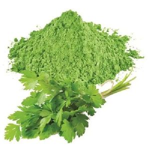 Dehydrated Coriander Leaves Powder