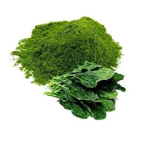 Dehydrated Spinach Powder