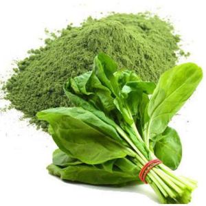 Spray Dried Spinach Powder