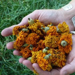 dried marigold flowers