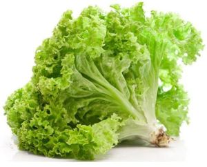 Fresh Lettuce Leaves