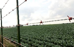Barbed Wire Fence