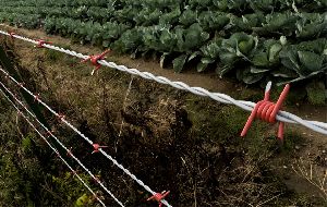 Barbed Wire Fence