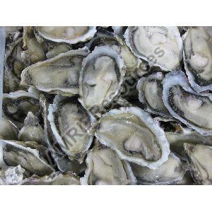 HIGH QUALITY Shellfish frozen or refrigerated bulk fresh oysters