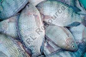 tilapia fish / cat fish