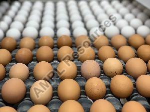 Wholesale White Chicken Eggs For Sale - Fresh White Table Chicken Eggs