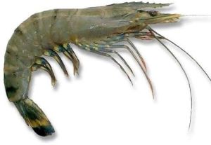 Fresh Tiger Prawns