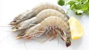 Fresh White Prawns