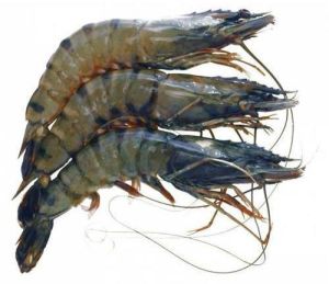 Frozen Tiger Prawns