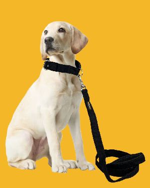 BFF Canvas Material Padded Leash & Collar