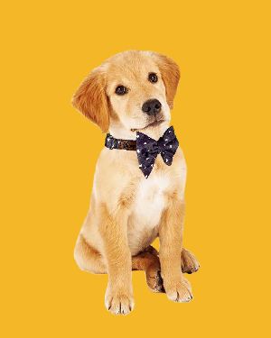 BFF Twill Cotton Bow Collar