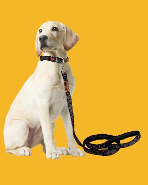 BFF Polka Dot Padded Leash & Collar