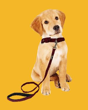 BFF Canvas Material Padded Leash & Collar
