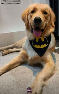 Batman hotsell dog bandana