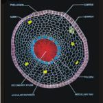 Botany Bio Visual Rexine Charts