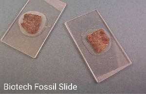 Geology Fossil Slide